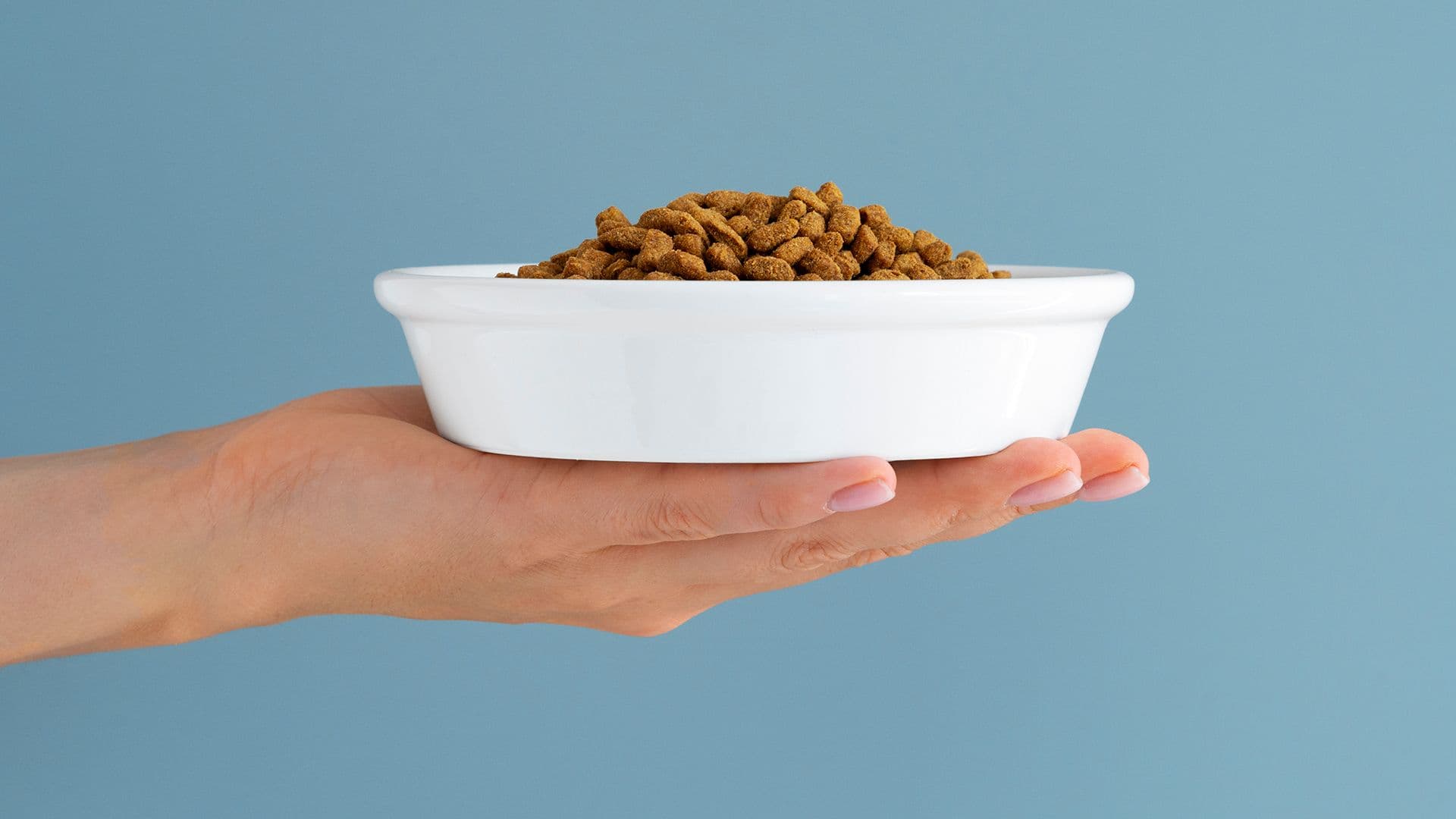 Quantas vezes por dia devo alimentar meu cachorro?