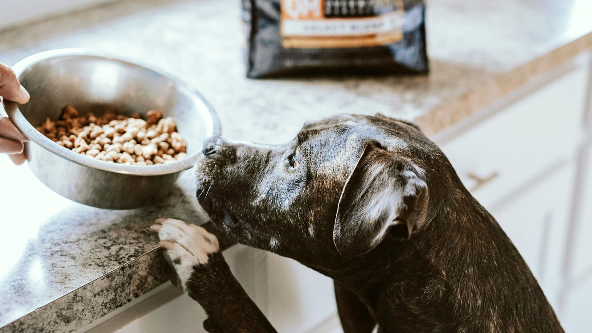 Melhores formas de deixar a ração do seu cachorro sempre fresquinha